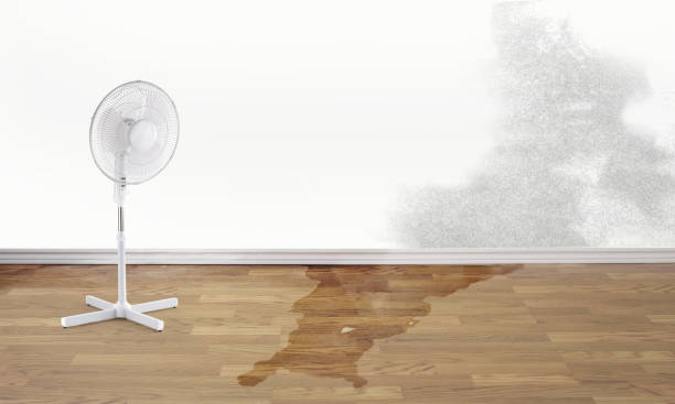 Best Water damage cleanup near me  in West Athens, CA